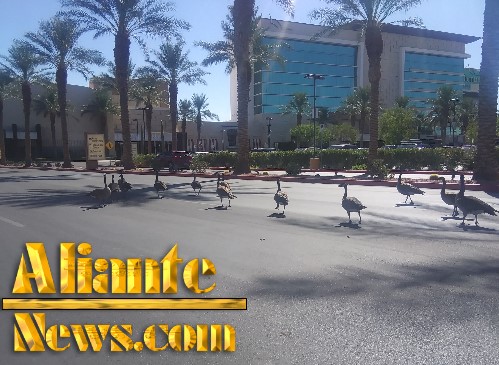 Aliante News of North, Las Vegas, NV